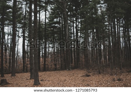 Dark densely wooded pine forest. Pine trees growing in the woods on a dark, cloudy, rainy, gloomy day