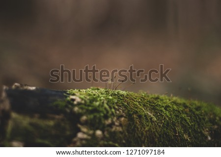 Green moss growing on a tree log in a dense forest surrounded by pine trees