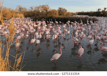 Outdoor view during winter of many pink flamingos located in the natural park called "pont du gau" in Camargue, southern France.  Group of pink and white birds with trees and shrubs in background.