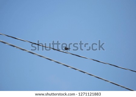 Northern mockingbird (Mimus polyglottos) perched on a powerline