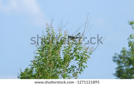 Northern mockingbird (Mimus polyglottos) flying toward a perch