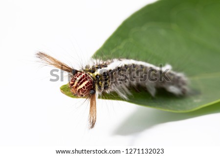 Colorful caterpillar creeps and gnaw on green leaf isolated on white background. A beautiful swallowtail papilio grazing a leave.