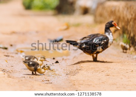 duck and ducklings in Uganda, Africa