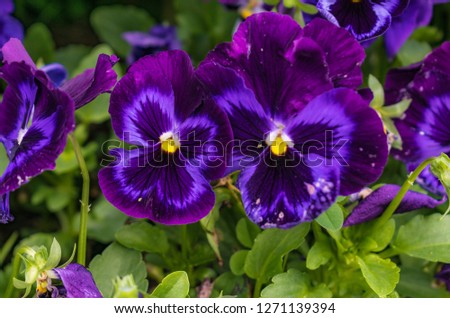 Purple flowers in the garden	
