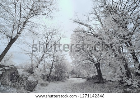 trees amazing view like snow frozen with cloudy sky