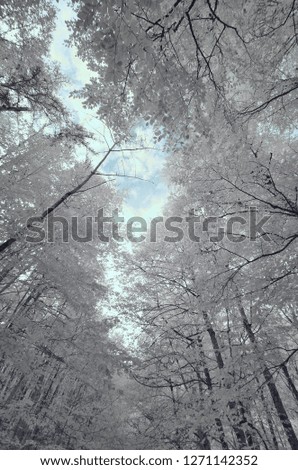 trees  amazing view like snow frozen with cloudy sky