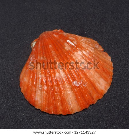 assorted sea shells
