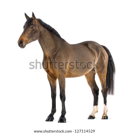 Male Belgian Warmblood, BWP, 3 years old, against white background