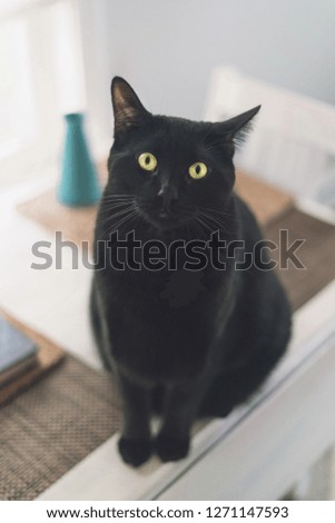 Black cat sitting on white table with vase in the background lit by light coming through window