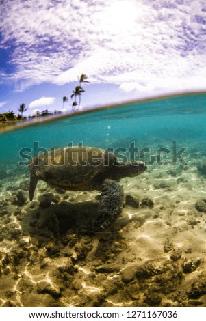 green turtle, swimming, underwater, clear water, hawaii, tropical ocean, dive, snorkel, kauai, palm trees, blue skies, sand bottom, coral, half under half over, water housing, water photography,travel