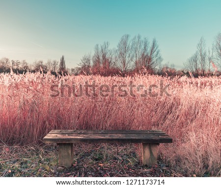 Beautiful Pink Tinted Picture Of Park Seat With High Grass And Trees In The Background