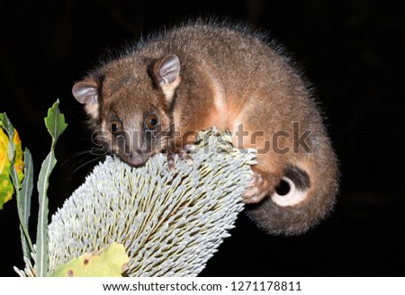 Ring Tailed Possum
