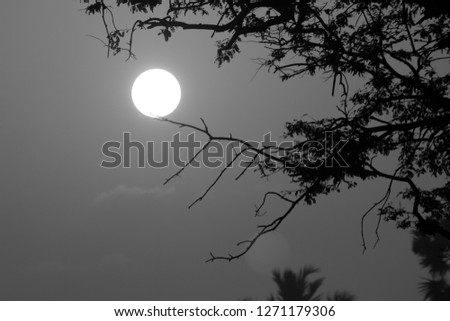 Sunrise in Black and White Color with Tree Branch Silhouette Foreground