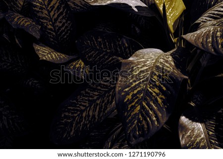 Leaves  Black backdrop Used in editing