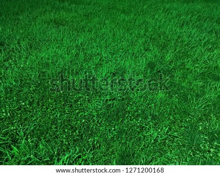 A green grass