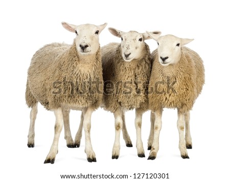 Three Sheep against white background Royalty-Free Stock Photo #127120301