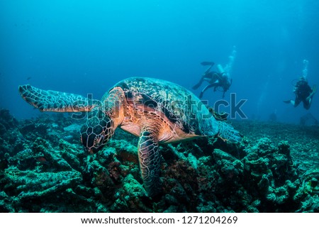 Close focus wide angle shot of a green turtle feeding on coral, with two scuba divers swimming in the background against blue/turquoise ocean background 