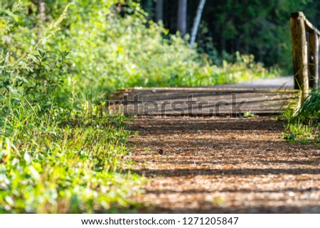 View of the Forest Road, heading deeper in the Woods on the Sunny Summer Day, Partly Blurred Image with Free Space for Text