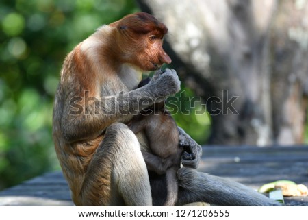Proboscis Monkey (Nasalis larvatus) in the mangrove in Labuk Bay, Sabah, Borneo. (Selective focus-Proboscis Monkey)
