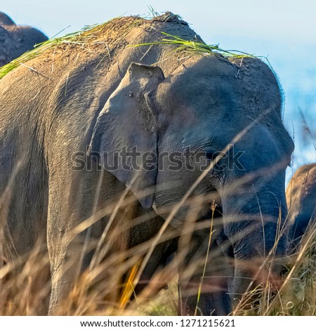 Indian elephants (Elephas maximus indicus) with Ramganga Reservoir in background