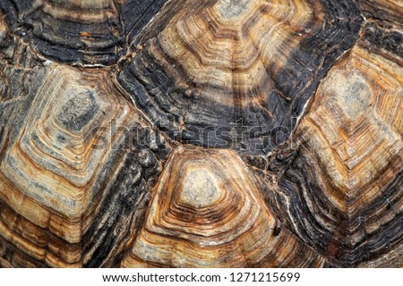 Close-up of Tortoiseshell of Geochelone sulcata background. 