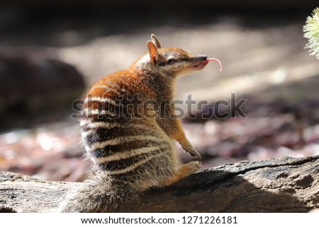 Numbat Marsupial Anteater Royalty-Free Stock Photo #1271226181