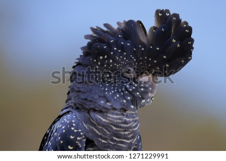 Female Red-tailed Black Cockatoo with crest raised Royalty-Free Stock Photo #1271229991