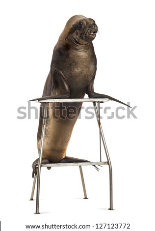 California Sea Lion, 17 years old, standing on stool against white background