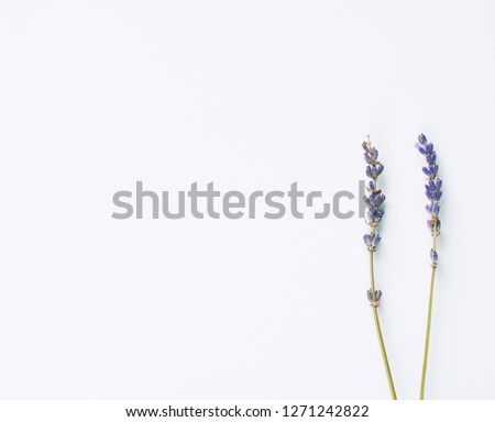 violet lavender flowers arranged on white background. Top view close up table flat lay. Minimal concept. Dry wild flower cut sticks floral composition. Pastel trendy color card mockup copy space