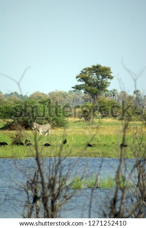 Herd of zebra in the Okavango Delta in Botswana