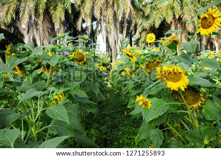 Field of blooming sunflowers on a background of blue sky ,sun flower beautiful