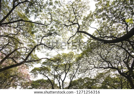 Branches of green trees in the view from below into the sky for background and art work tree scenery background
