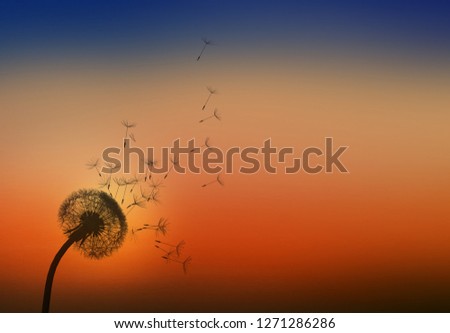 Dandelion. Close up of dandelion spores blowing away,blue sky background