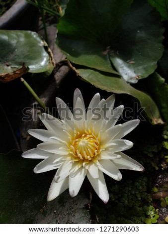 White lotus in beautiful