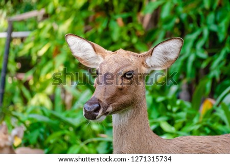 Eld's Deer (Rucervus eldii siamensis) against natural green background for animals and wildlife concept Royalty-Free Stock Photo #1271315734