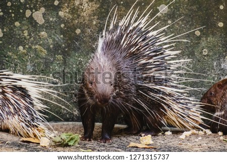 Malayan Porcupine (Hystrix brachyura) for animals and wildlife concept