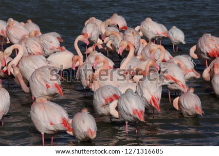 View of plenty of pink flamingos with their head under thier body and wings. Natural outdoor picture taken during winter in Camargue aera, "Pont du Gau" birds park, Gard department, southern France. 