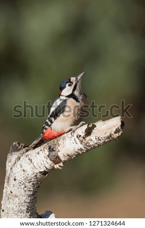 Woodpecker isolated over the birch tree (Dendrocopos major)