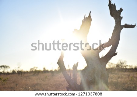 Beginning of Sunrise in African Savannah with the sun shining through some branches of a dead standing tree.
