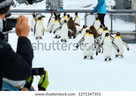 Parade of penguins on the snow, The show of cute animals, winter holiday
