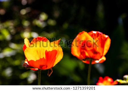 Two wonderful red and orange poppy flowers on a green blurry background