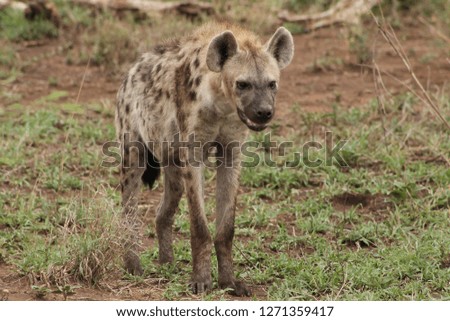 Hyena Walking In Kruger National Park