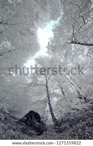 trees in forest with wide angle view amazing nature 720nm infrared photo