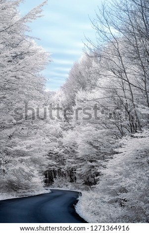 curved road between snowy trees amazing natural forest view 720nm infrared photo
