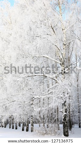 Winter Birch Grove on blue sky background