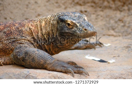 The Komodo dragon (Varanus komodoensis) is a modern dragon and attraction for tourists