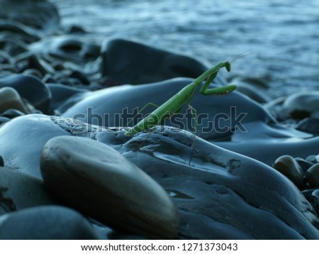 The Green Mantis on a stone.