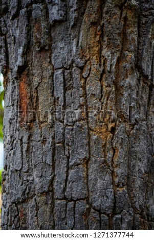 Bark of Pine Tree background