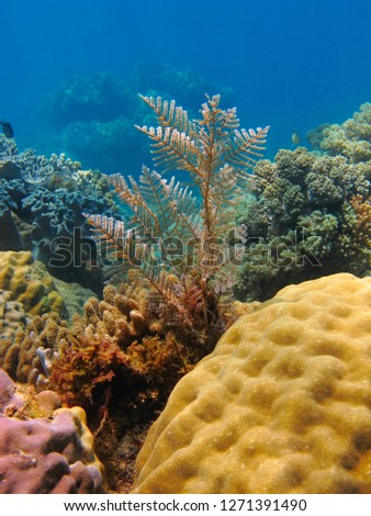 Coral reef detail. Snorkeling in the shallow blue water with corals and plants. Underwater photography from the colorful reef. Ocean coral ecosystem.