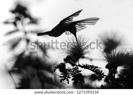 Silhouette of white-necked jacobin hovering next to mimosa flower, bird in flight, caribean tropical forest,Trinidad and Tobago, natural habitat,hummingbird sucking nectar, black and white photo